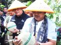 Panen Raya Melon di Kuala Dasal: Bupati Anwar Sadat Ingin Petani Berinovasi ke Pemasaran Digital