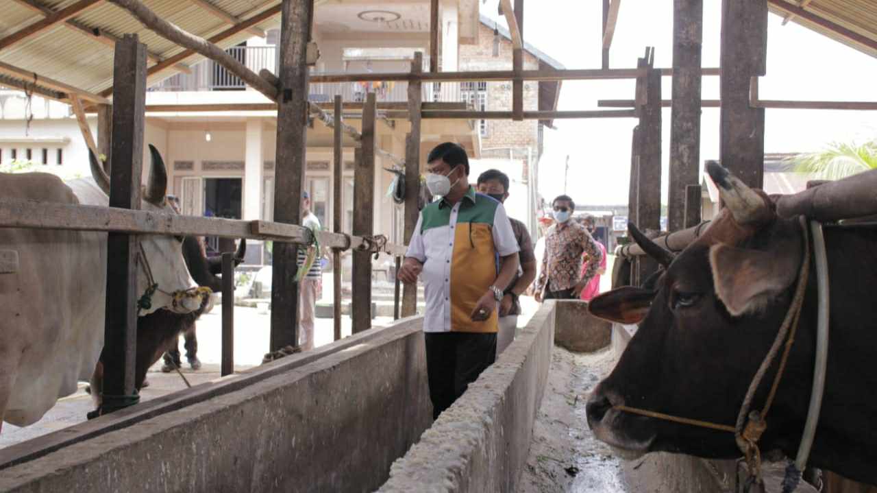 Syafril Nursal saat kunjungi peternak sapi dan kerbau