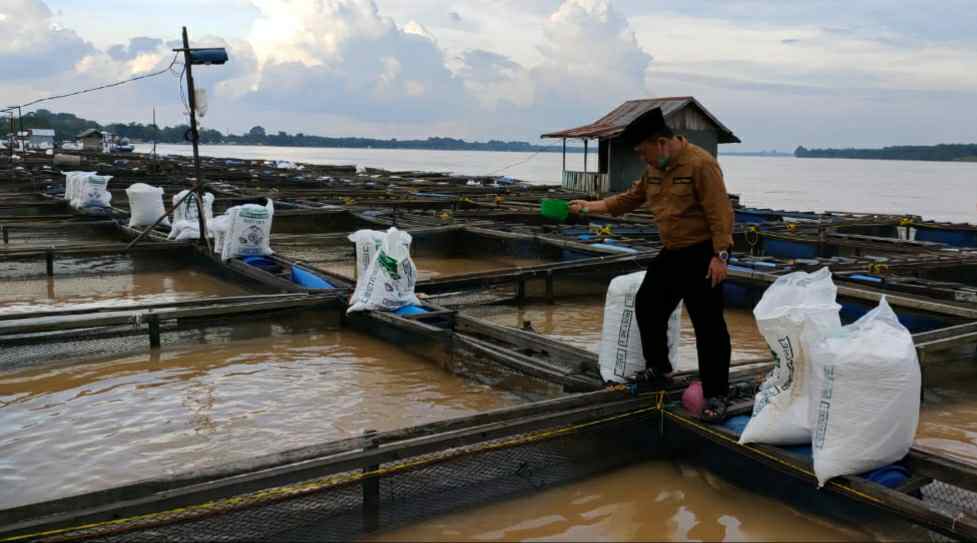 Al Haris saat memantau kerambah ikan di Dusun Tuo Desa Pematang Jering, Jaluko