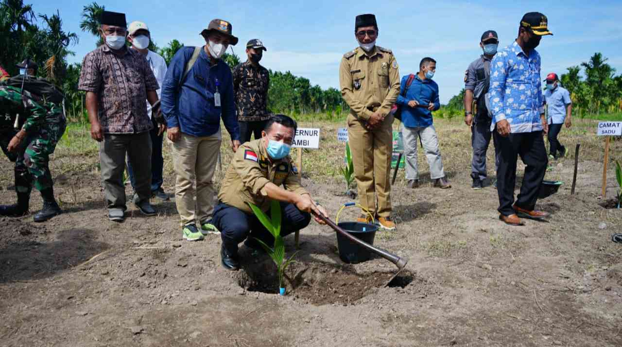 Al Haris saat penanaman pinang di Desa Remau Baku Tuo Kecamatan Sadu