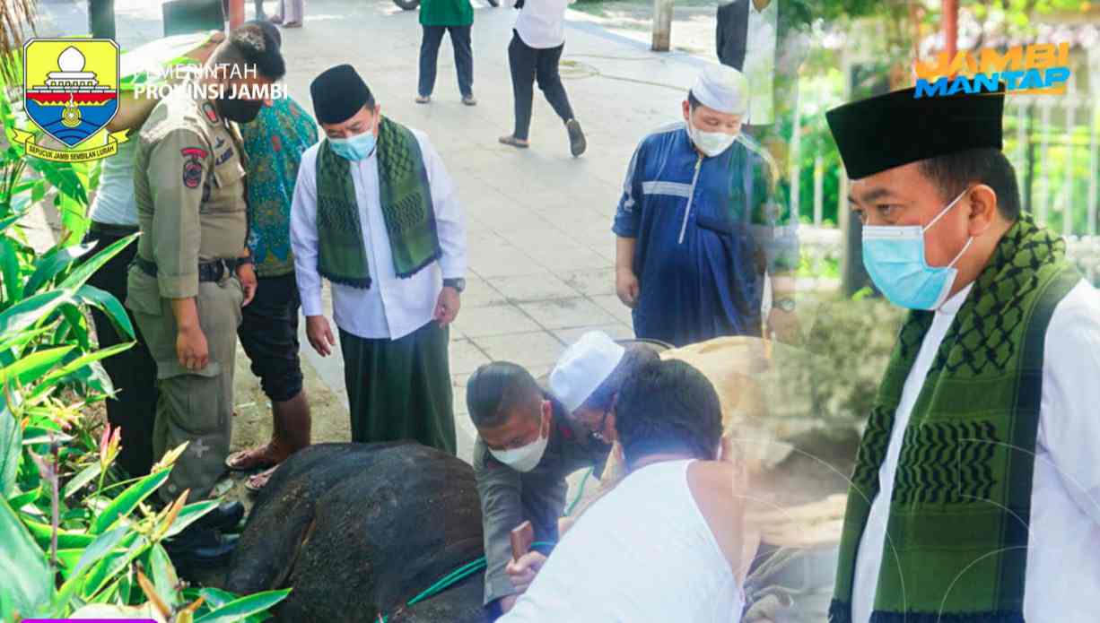 Al Haris saat memantau pemotongan Sapi kurban di Rumah Dinas Gubernur Jambi 