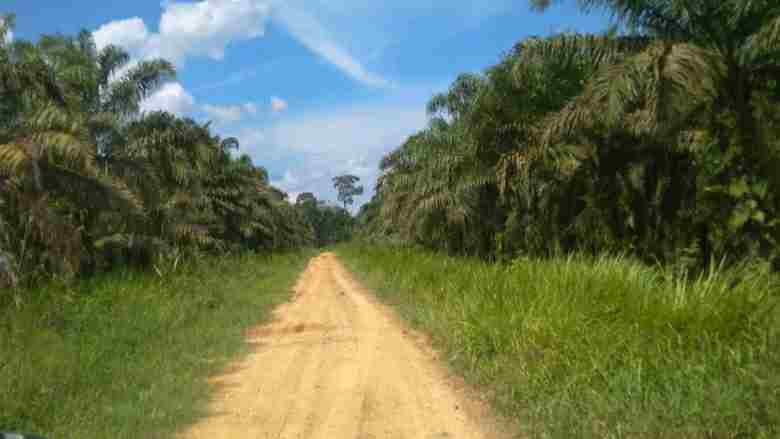 Kawasan perkebunan PT Kahrisma Kemingking