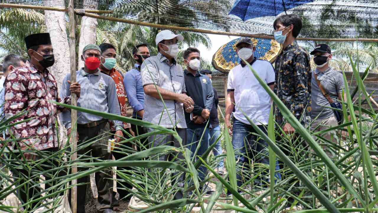 Anwar Sadat dan Hairan saat panen jahe merah di Desa Sungai Muluk