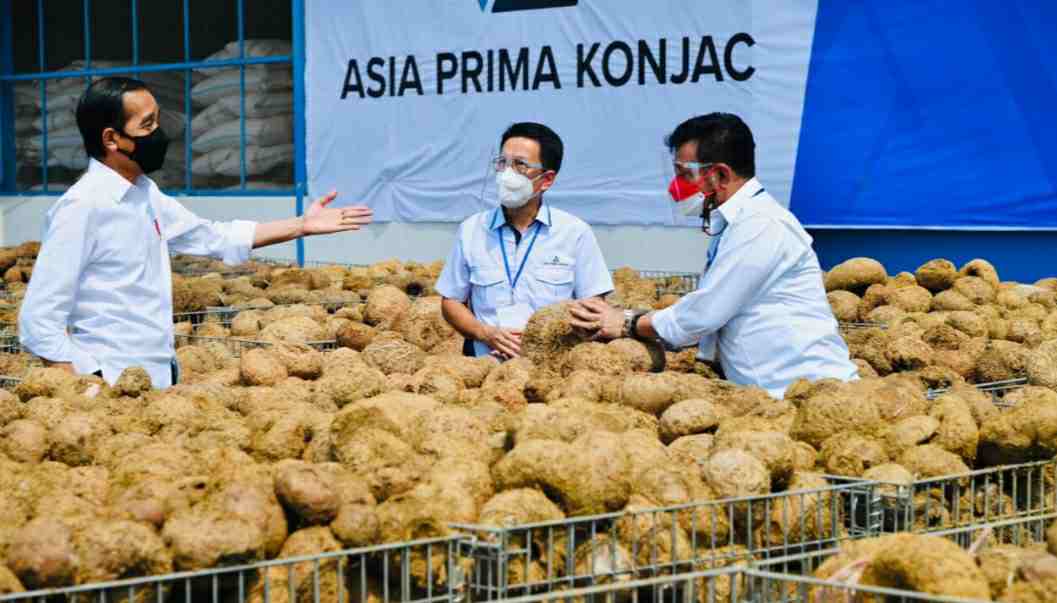 Presiden Joko Widodo meninjau pabrik pengolahan porang, PT Asia Prima Konjac, di Kabupaten Madiun