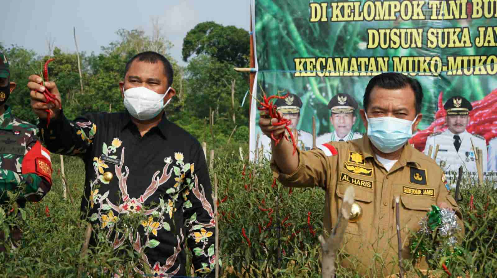 Gubernur Al Haris dan Bupati Mashur saat panen cabai di Dusun Muko-muko Bathin VII