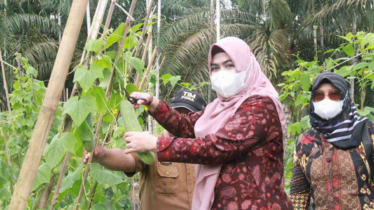 Hj Fadhilah Sadat saat kunjungi kebun Demplot Kelompok Tani Husnul Khotimah Desa Mandala Jaya