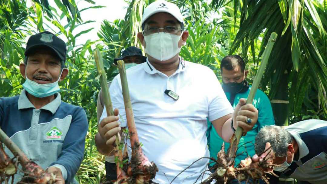 Bupati Anwar saat panen raya kebun laos di Dusun Karya Lestari Muntialo