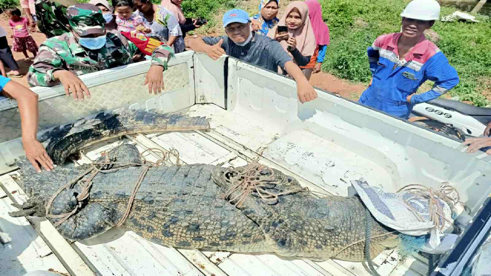 Buaya besar yang diamankan Tim BKSDA