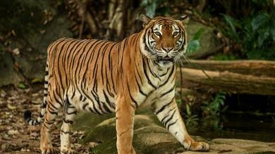 Harimau