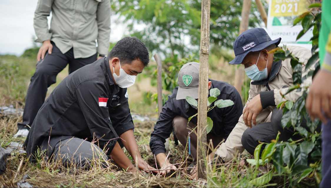 Koperasi Koerintji saat penanaman bibit kopi di Taman Nasional Kerinci