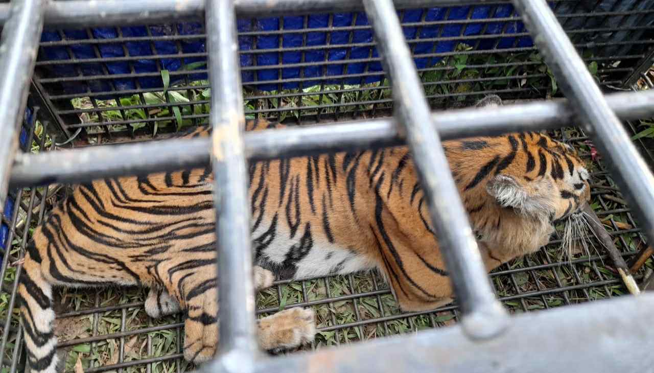 Harimau yang menewaskan warga di Merangin diamankan tim gabungan