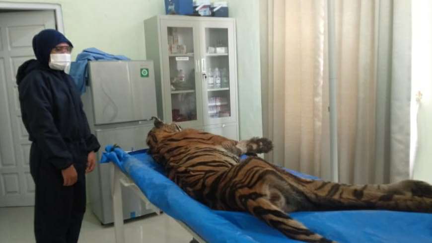 Harimau Sumatera yang mati di kandang