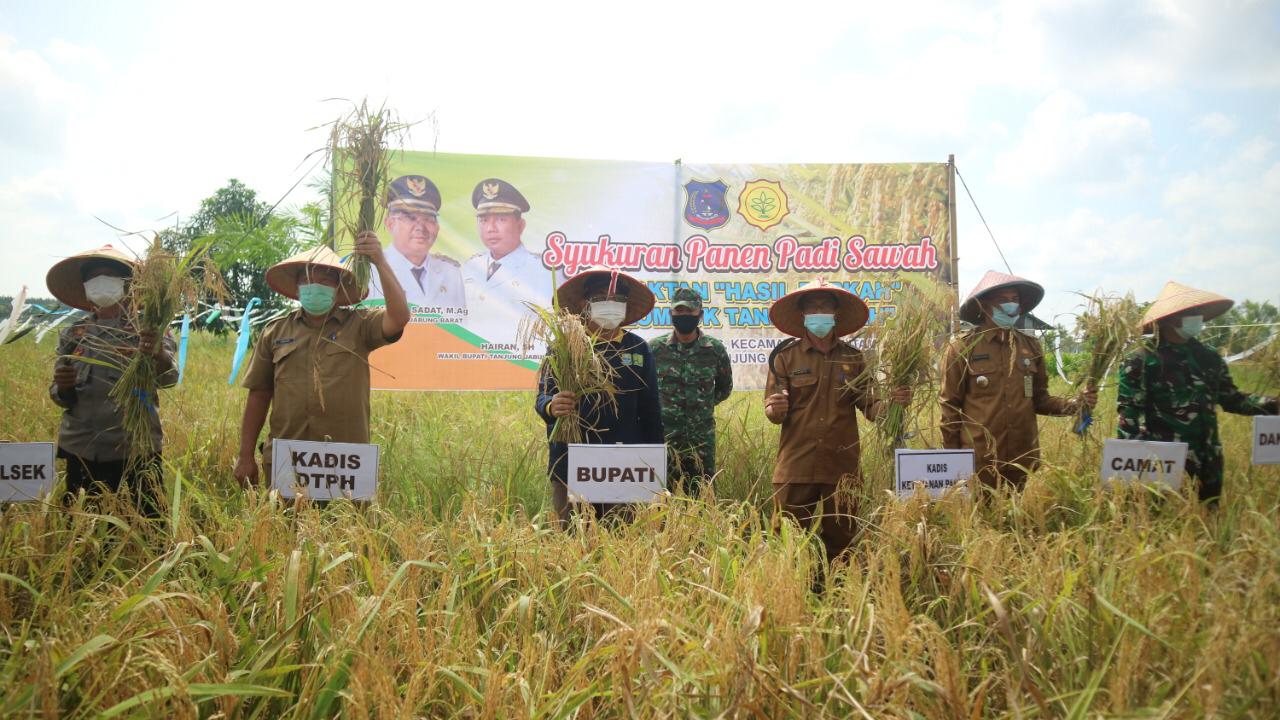 Bupati Anwar saat panen padi di Desa Pembengis
