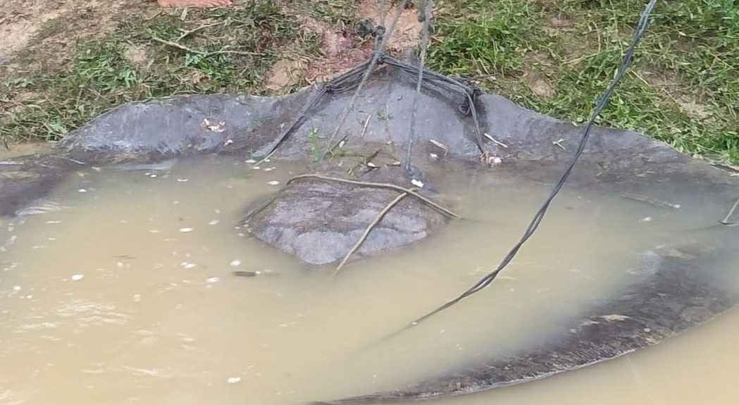Ikan Pari berukuran ratusan kilogram yang ditemukan warga Dusun Tuo Muaro Jambi 
