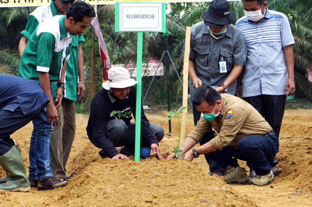 Gubernur Al Haris saat tanam perdana Porang di Kelompok Tani Harapan Maju