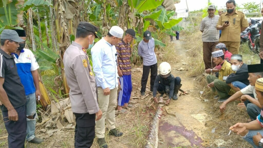 Ular piton yang melilit warga saat diamankan 