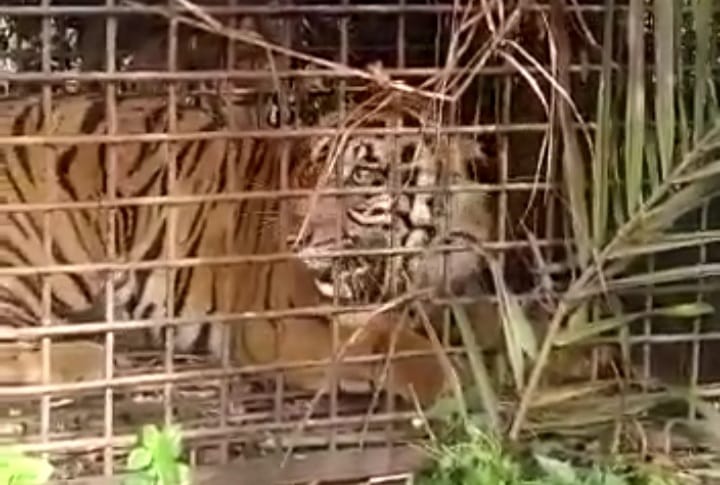 Harimau yang makan ternak warga di Merangin terperangkap 