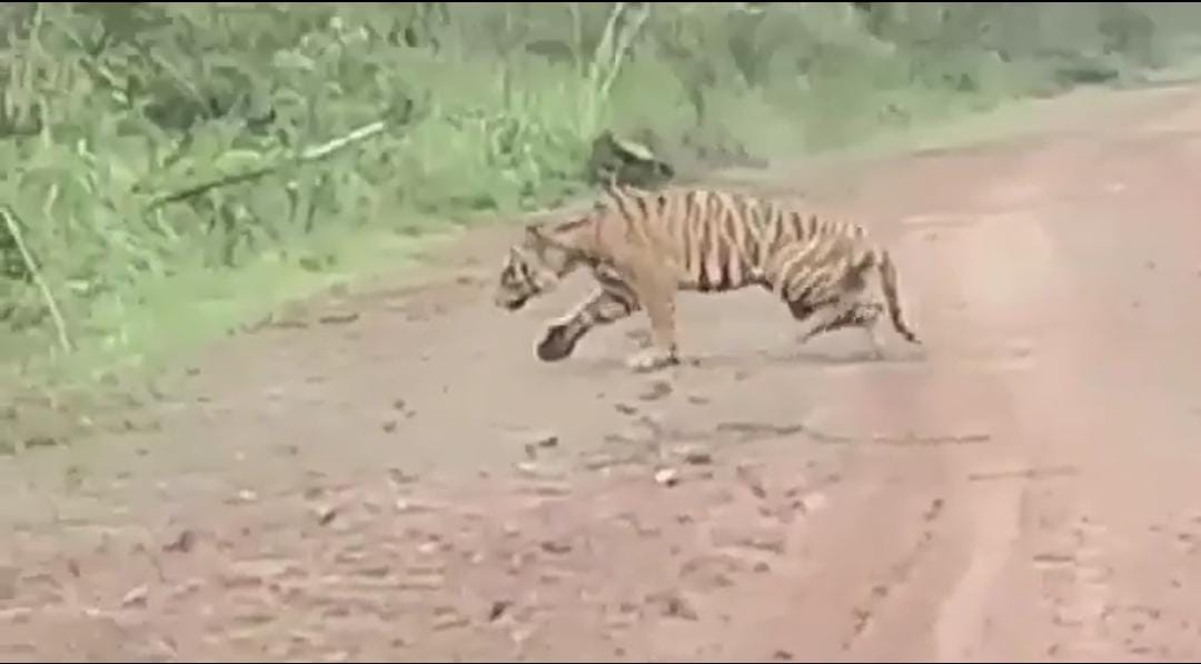 Harimau yang viral muncul di Petaling Sungai Gelam