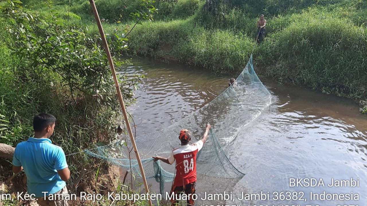 Tim BKSDA Jambi bersama warga, perangkat desa dan kepolisian mengevakuasi buaya di Desa Kemingking 