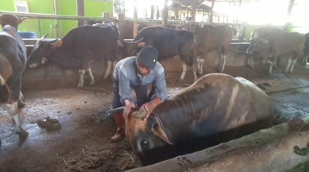 Sapi Kurban Presiden Jokowi