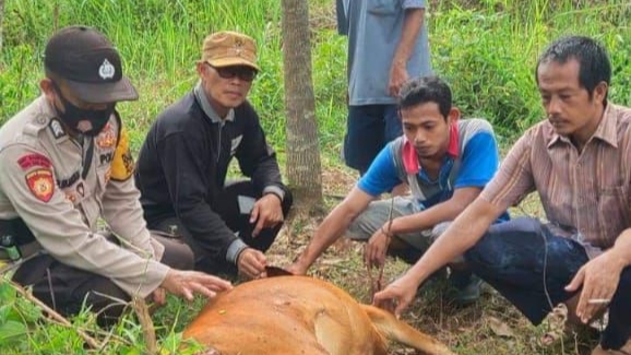 Warga dan pihak kepolisian saat di lokasi sapi diterkam harimau di Bajubang