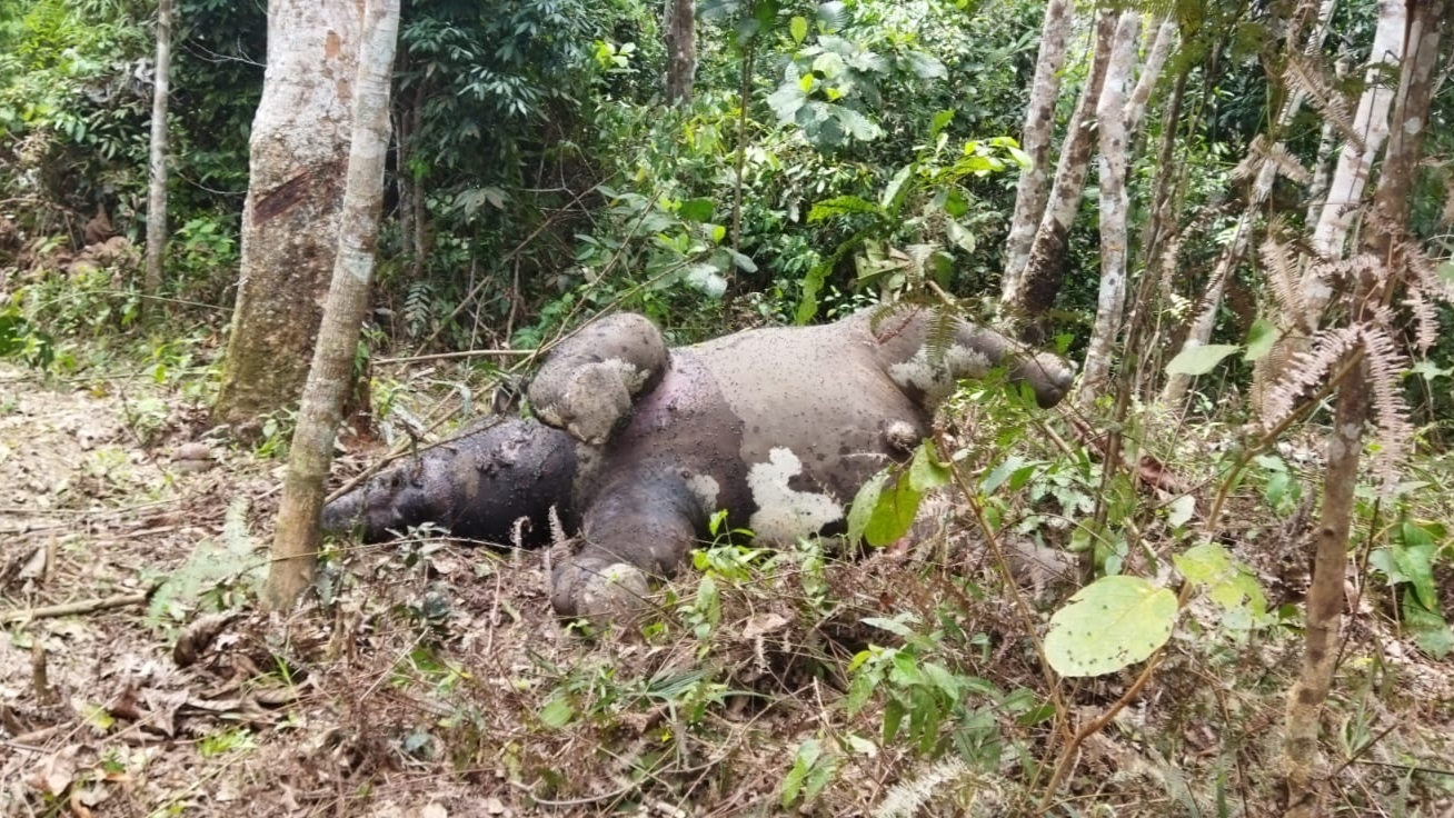 Gajah jantan yang ditemukan meninggal dunia 