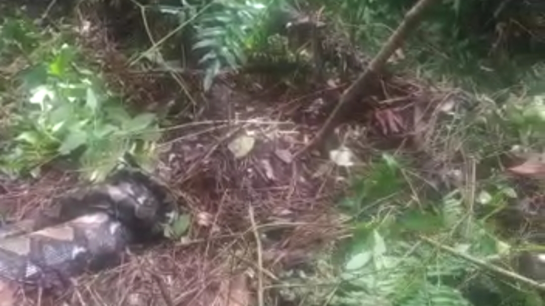 Ular piton yang telan seorang perempuan di Tanjab Barat