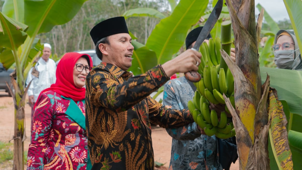 Edi panen pisang Candevish bersama anggota Komisi V DPR RI di Ponpes Irsyadul Ibad, Kamis (19/1)