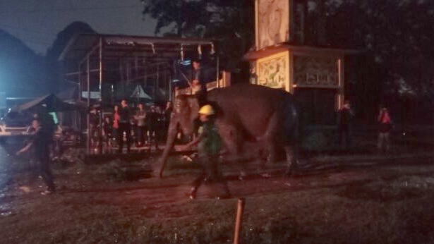 Kedatangan gajah betina pasangan Alfa di Kebun Binatang Jambi, Selasa (14/2) malam