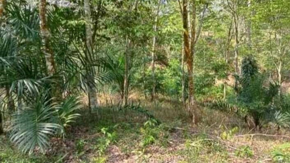 Kebun karet