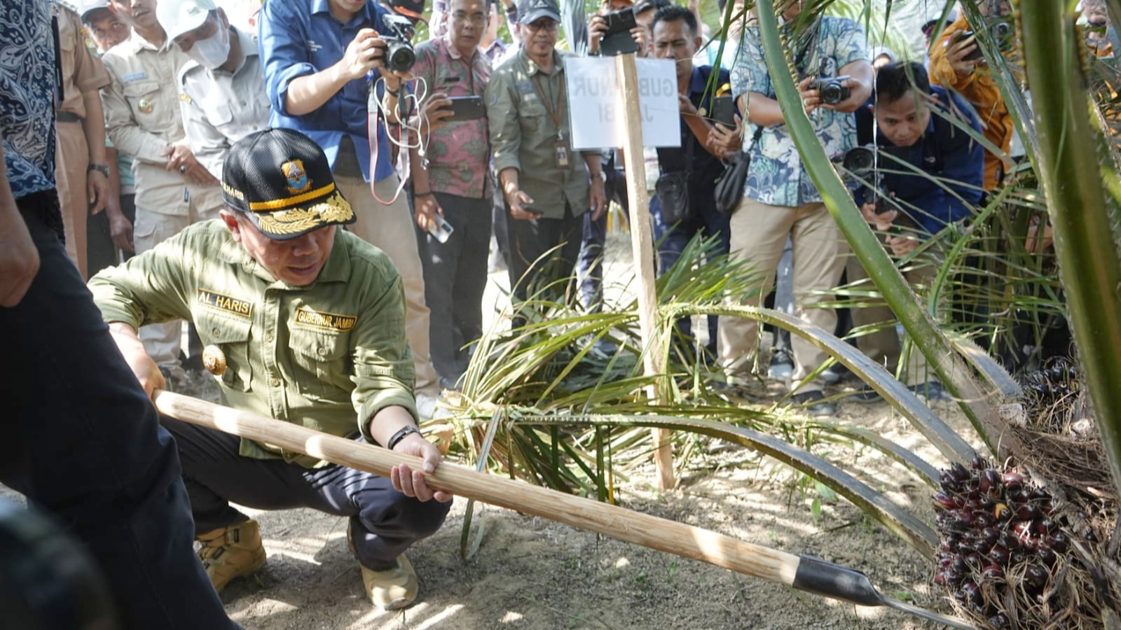 Al Haris saat panen perdana kelapa sawit di Desa Baru, Mestong, Kamis (25/7)