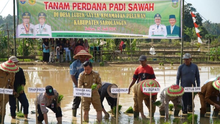 Al Haris saat tanam padi sawah di Lubuk Sayak, Sarolangun