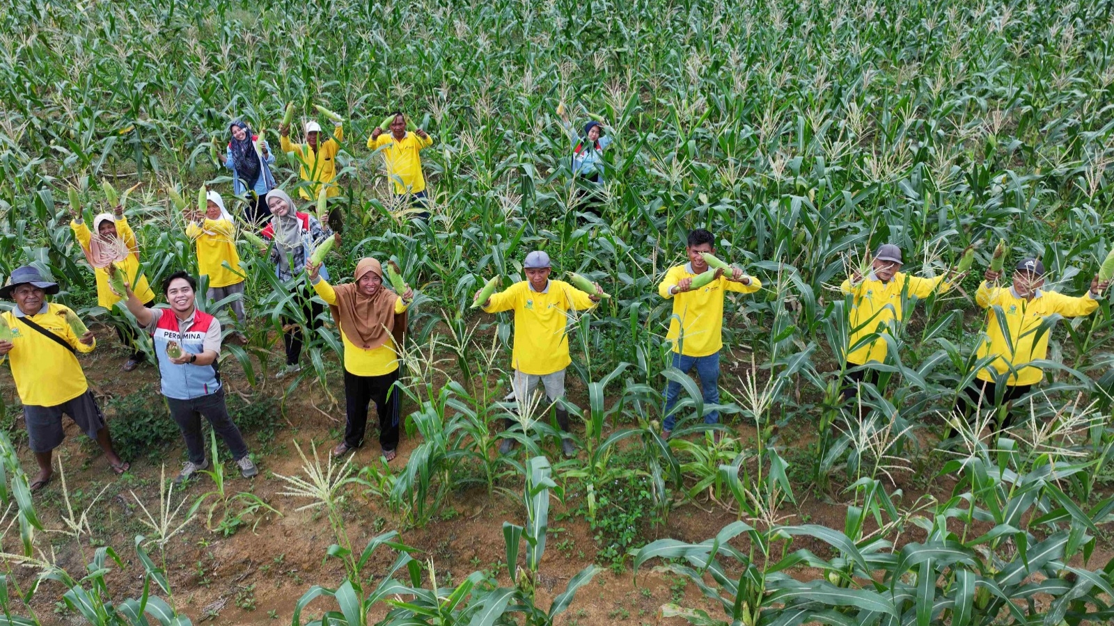 Kelompok tani binaan Pertamina EP Jambi sukses panen tomat dan jagung