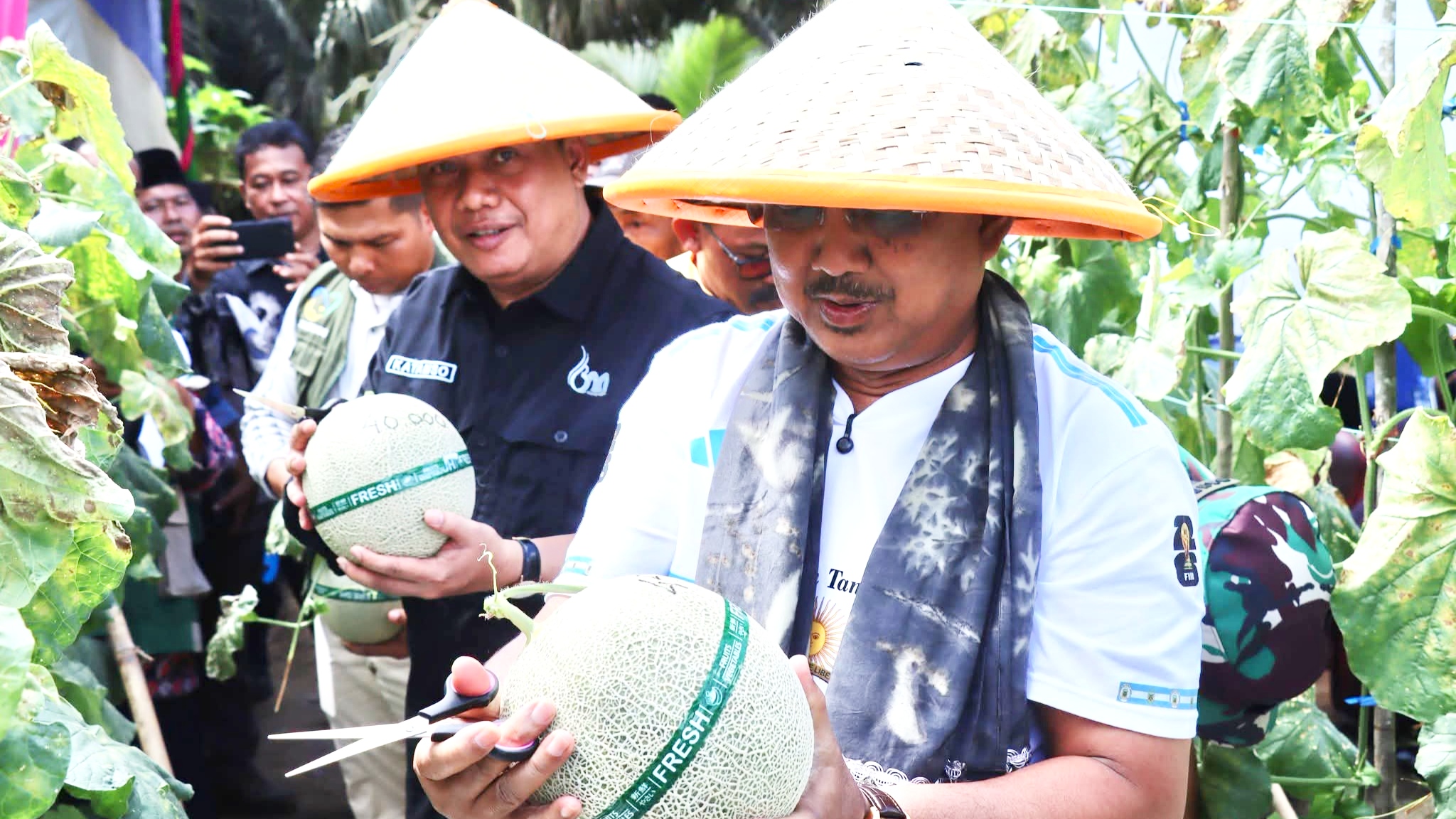Bupati Anwar Sadat panen raya melon di Kuala Dasal