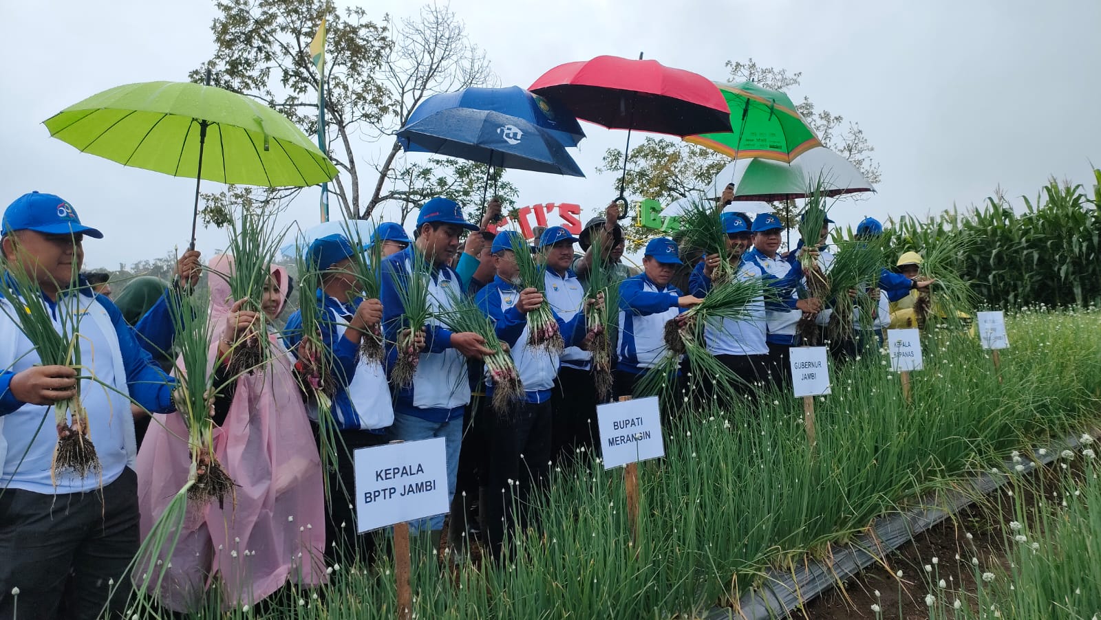 Al Haris dan sejumlah kepada daerah se Jambi panen bawang merah di lokasi HKP Jangkat