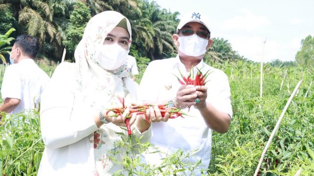 Bupati Anwar Sadat saat panen cabai demplot di Desa Purwodadi