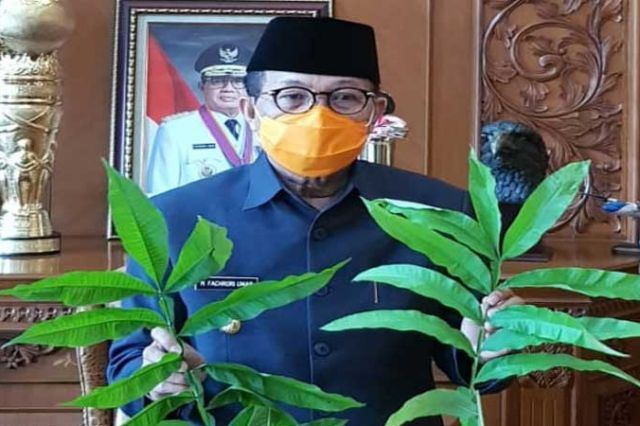 Fachrori Instruksikan Dishut Teliti Khasiat Daun Sungkai Obati Covid-19