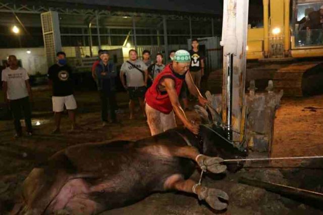 Penuhi Kebutuhan Daging Hadapi Lebaran, PUPR Jambi Potong 5 Ekor Kerbau