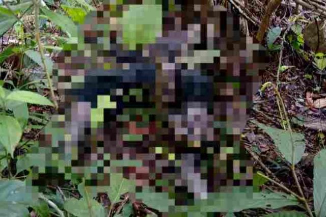 Hilang Dua Hari, SAD di Merangin Ditemukan Tewas Dililit Ular