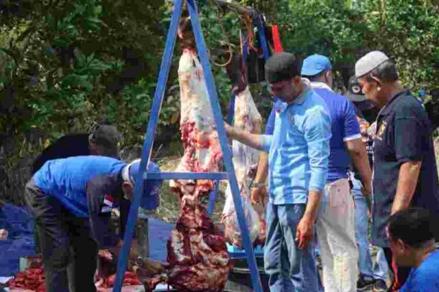 Idul Adha, DPW PAN Jambi Potong Dua Sapi untuk Kurban