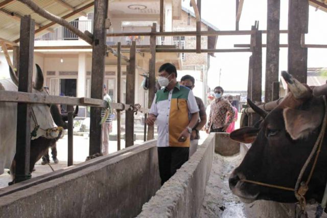 Safari Politik di Muaro Jambi, Syafril Kunjungi Peternak Sapi dan Kerbau