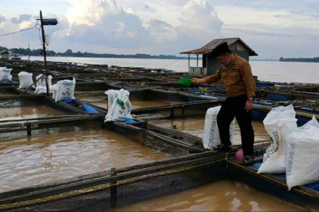 Pantau Kerambah Ikan, Al Haris: Perlu Tingkatkan Nilai Tambah