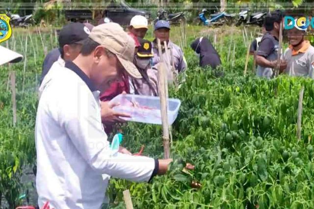 Ditopang Teknologi Pertanian, Petani Holtikultura Desa Tri Mulya Semakin Maju