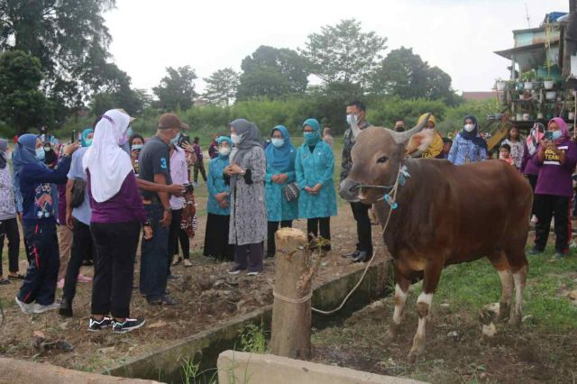 Ketua TP PKK Provinsi Jambi Serahkan Bantuan Hewan Kurban ke Warga Legok Kota Jambi