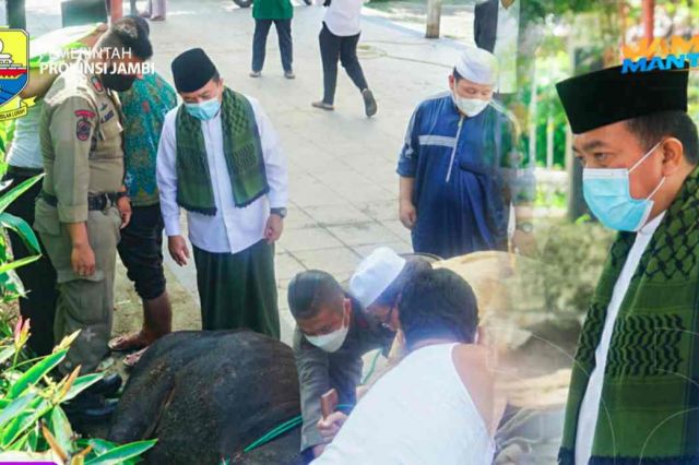 Gubernur Al Haris Laksanakan Salat Idul Adha dan Potong Sapi Kurban di Rumah Dinas Gubernur Jambi