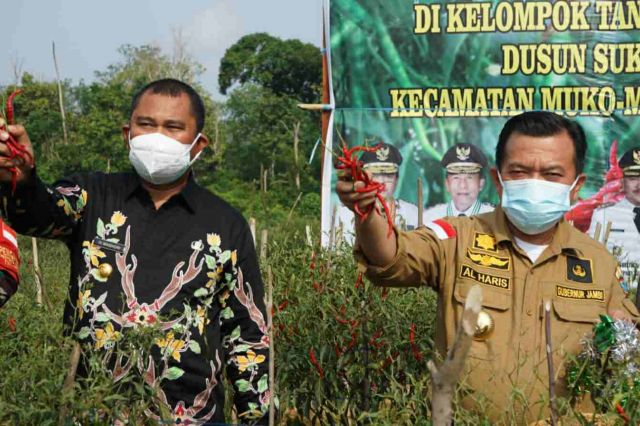 Gubernur Al Haris Tanam Kedelai dan Panen Cabai di Bungo