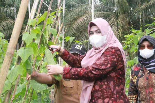 Hj Fadhilah Sadat Kunjungi Kebun Demplot Kelompok Tani Husnul Khotimah Desa Mandala Jaya