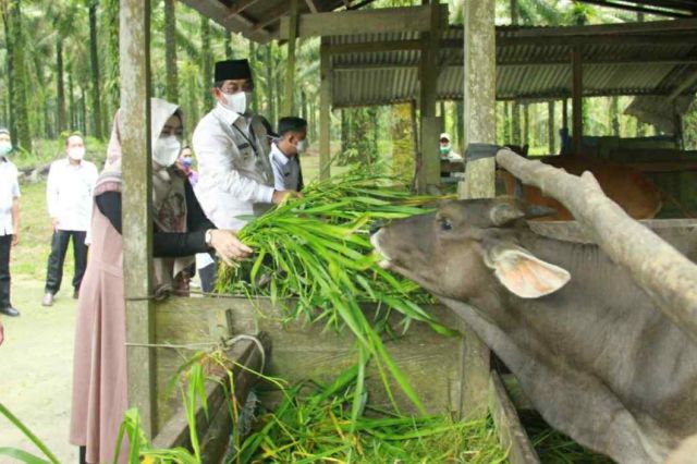 Tinjau Peternakan Sapi Kelompok Tani Anggrek Desa Adi Jaya, Ini Harapan Bupati Anwar