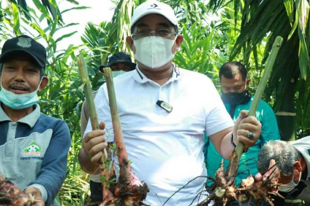 Bupati Anwar Sadat Laksanakan Panen Raya Kebun Laos di Dusun Karya Lestari