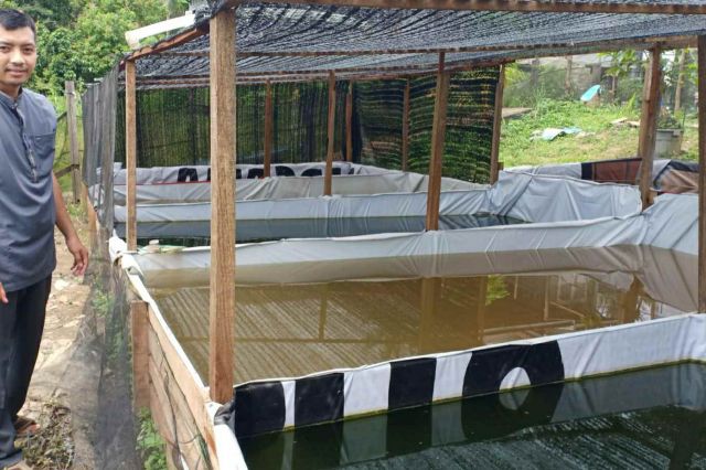 Sosok Guru Pesantren As'ad Jambi Rintis Usaha Jual Benih Ikan Gurame Soang